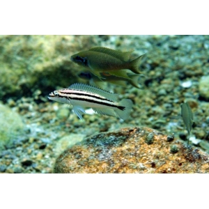 Chalinochromis Bifrenatus 7-9cm